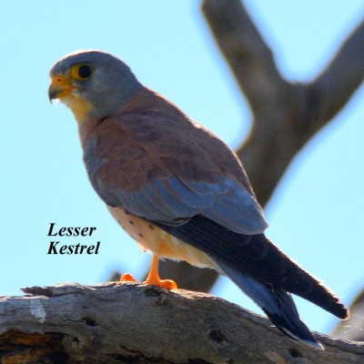 Lesser Kestrel